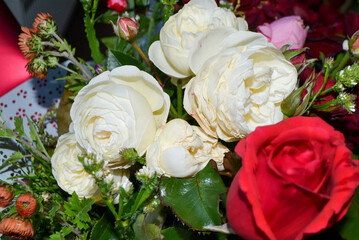A pink rose in full bloom. Beautiul pink flower in the garden