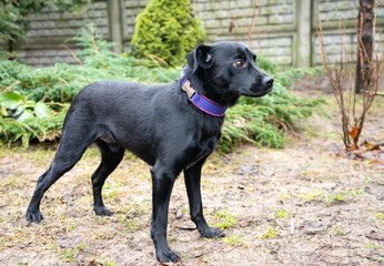 black dog