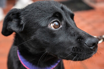 black dog portrait