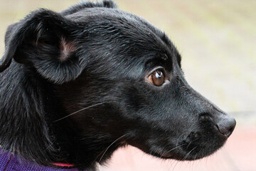 portrait of a dog