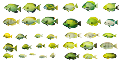 Collection of green fish isolated on a white background as transparent PNG