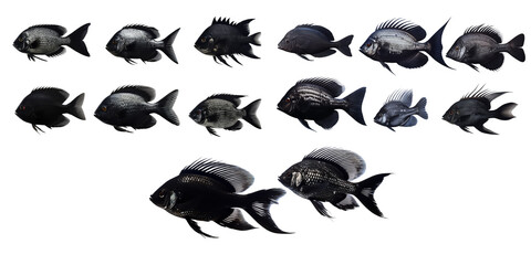 Collection of black fish isolated on a white background as transparent PNG