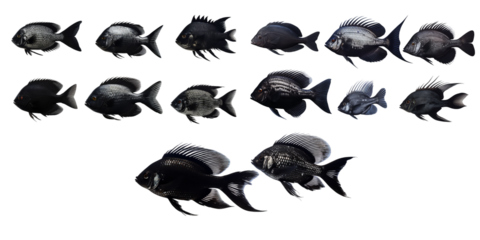 Collection of black fish isolated on a white background as transparent PNG