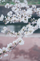 満開の桜