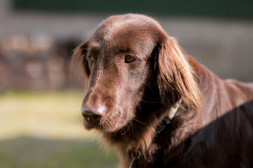 Flat Coated Retriever Braun