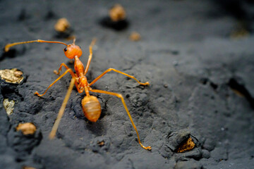 a portrait of red ants walking slowly 