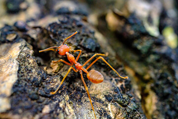 a portrait of red ants walking slowly 