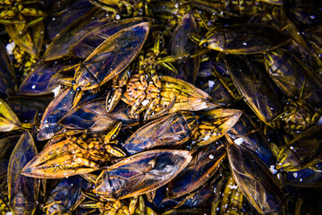 Giant water bug mixed with salt