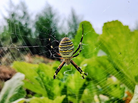Upside down spider on cobweb, close up