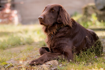 Flat Coated Retriever Braun
