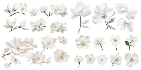 Collection of white flower isolated on a white background as transparent PNG - Powered by Adobe