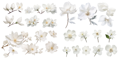 Collection of white flower isolated on a white background as transparent PNG