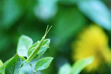 バラの葉っぱに止まる緑色のバッタ