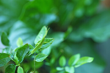 バラの葉っぱに止まる緑色のバッタ