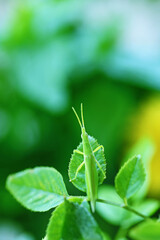 バラの葉っぱに止まる緑色のバッタ