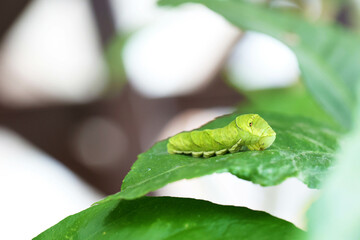 レモンの葉を食べるアゲハの幼虫　芋虫