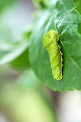 レモンの葉を食べるアゲハの幼虫　芋虫