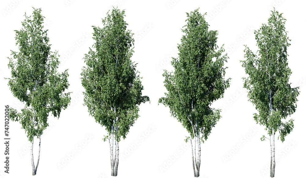 Aufkleber birch tree on transparent background.3d rendering png