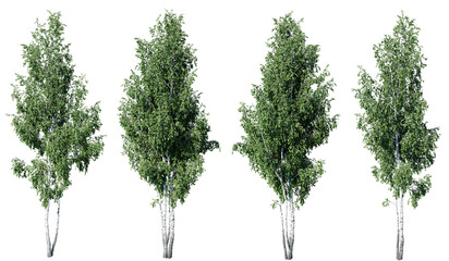 Fototapeta premium Birch tree on transparent background.3d rendering PNG