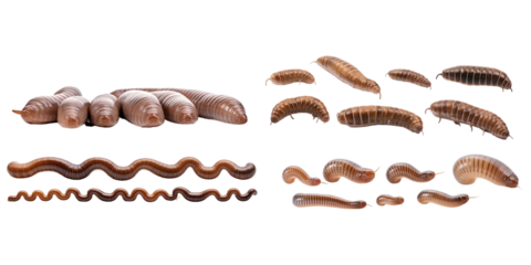 Collection of brown worm isolated on a white background as transparent PNG