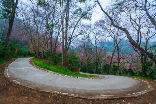 Road to Wild Himalayan Cherry (Prunus cerasoides) or Giant tiger flower on high hill at Chiang Mai Agricultural Research Center (khun chang kian). Chiang Mai, Thailand.