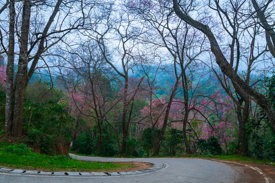 Road to Wild Himalayan Cherry (Prunus cerasoides) or Giant tiger flower on high hill at Chiang Mai Agricultural Research Center (khun chang kian). Chiang Mai, Thailand.