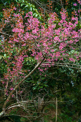 Beautiful closeup of Wild Himalayan Cherry (Prunus cerasoides) or Giant tiger flower at Chiang Mai Agricultural Research Center (khun chang kian). Chiang Mai, Thailand.