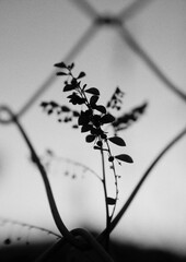 Silhouette of a plant peeking out from the wire mesh...