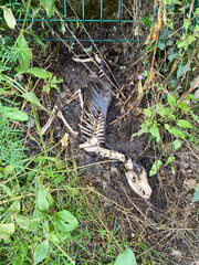 Deer skeleton dead animal injured by a hunter and stuck under a fence to escape