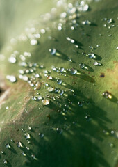 Drops shining on the leaves on a morning after the rain 雨あがりの朝、葉っぱの上で輝く雫