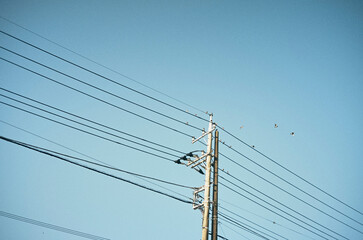 A flock of birds gathered on a power line 電線に集まる鳥の群れ