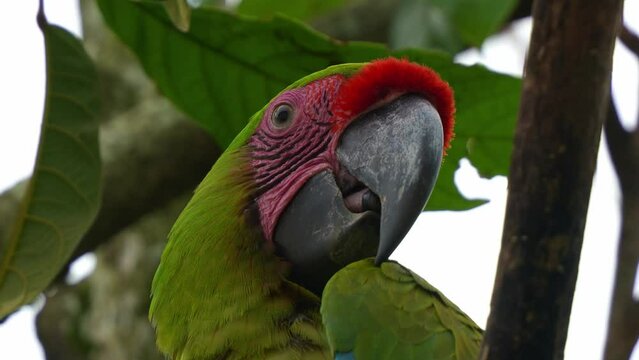 Close up shot of an exotic great green macaw (Ara ambiguus), military macaw (Ara militaris) with red forehead perched on tree branch, wondering around the surrounding environment.