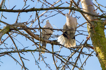 Grey wild pigeons on tree branches. A pair of pigeons. Birds in the wild.