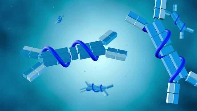 3d animated of immunoglobulin A or IgA with secretory element as known as secretory IgA 
