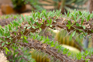 Naklejka na ściany i meble Didierea trollii, rare succulent species