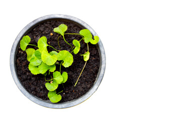 Gotu Kola Herb (Tiger's herb) in a pot