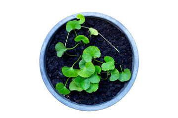 Gotu Kola Herb (Tiger's herb) in a pot