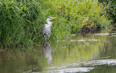 A grey heron fishing stands patiently in the water by the bank of a river waiting  to catch a fish - 747029018