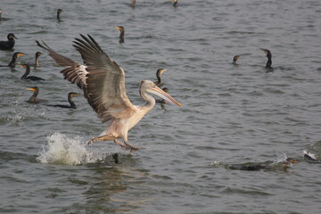 White pelican bird ready to fly on beach