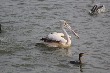 White pelican bird ready to fly on beach