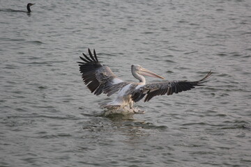 White pelican bird ready to fly on beach