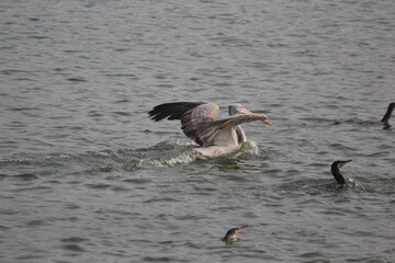 White pelican bird ready to fly on beach