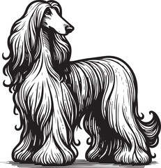afghan hound dog pet portrait in line art or stencil art vector illustration, isolated on transparent background