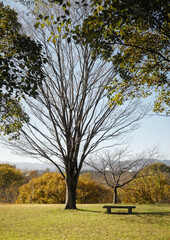 Obraz premium bench with no one 誰もいないベンチ