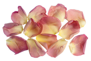 Floral Elegance on Transparent Background.