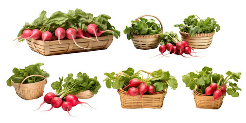 Collection of radish in wooden basket isolated on a white background as transparent PNG