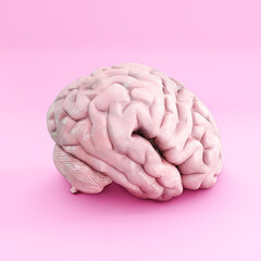 brain isolated on pink background