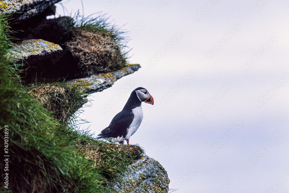 Poster Atlantic puffin on a rock