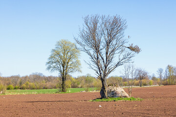 Tree by a boulder in a sown field at spring