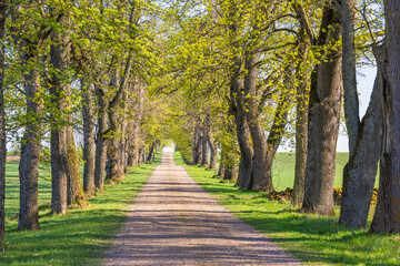Fototapeta premium Idyllic gravel road lined with lush green trees at spring